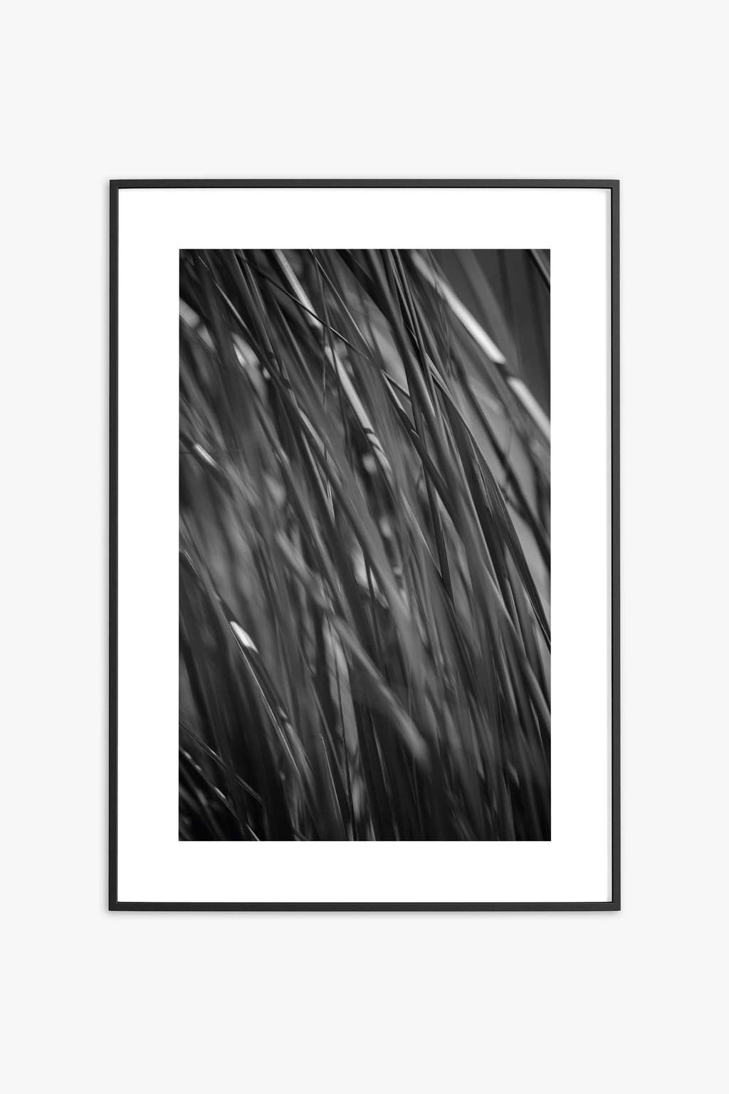 Куршская коса, август 2021